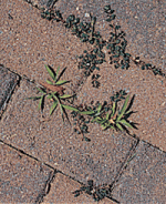 weeds-img_assist_custom-150x184
